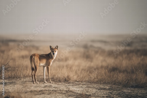Solitary Wild Fox Stands in Dry Grassland Under Soft Evening Light, Watchful and Alert