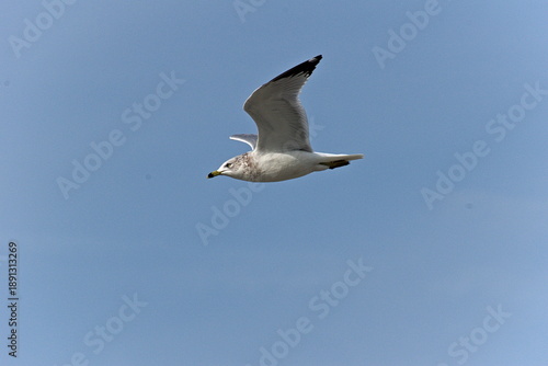 Photography A solitary seagull soars gracefully through a clear blue sky on a bright sunny day