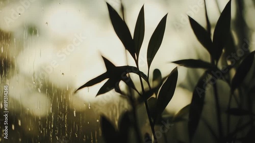 Rain streaks on a window pane create a serene atmosphere as silhouetted plant leaves stand in soft background light, evoking a sense of calm and natural beauty