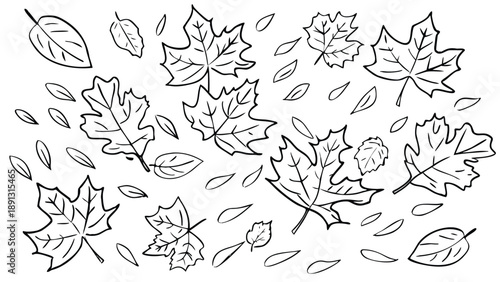 Ink drawn leaves scatter loosely falling from trees in various shapes and sizes