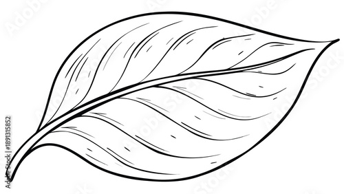Elegant elongated leaf silhouette with subtle curves and lines on white background
