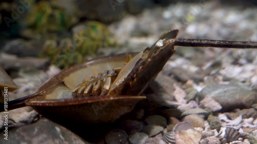Close-up of a horseshoe crab underwater on a rocky seabed. Detailed view of the shell and telson of this living fossil in an aquarium environment. Focus on marine biology and ocean life.
