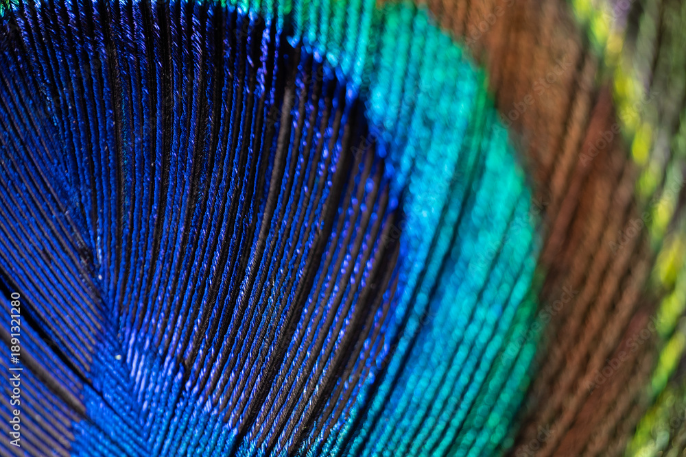 Obraz premium Extreme macro close-up of the centre of a peacock feather, revealing concentric rings of vivid colour radiating outward like a rainbow. An abstract natural background ideal for artistic concepts