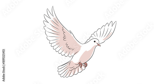 Beautiful white dove or pigeon in flight with outspread wings and soft pink shading isolated on a plain white background for peace.