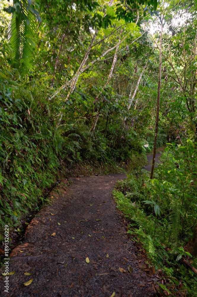 Fototapeta premium Flowers trees and river in tropical forest