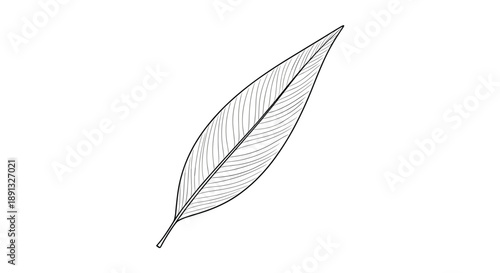 Highly detailed botanical illustration of a single elongated leaf with prominent vein patterns in fine line art style.