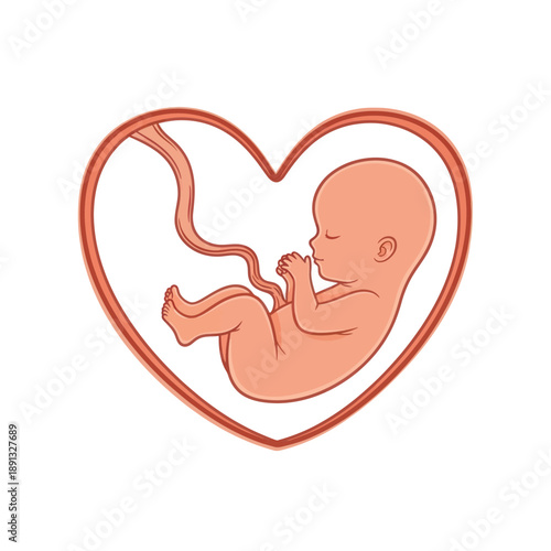 Fetal Illustration Inside Heart Shape Outline.