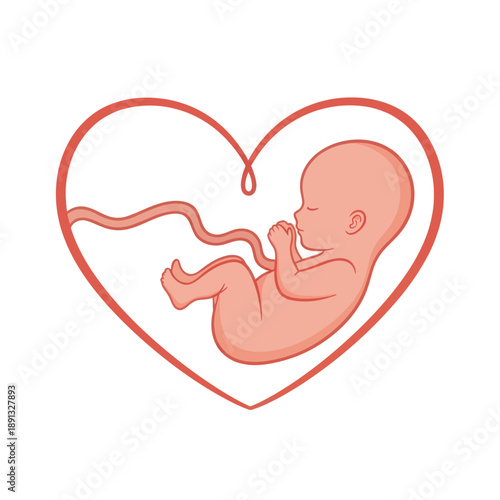 Fetal Illustration Inside Heart Shape Outline.