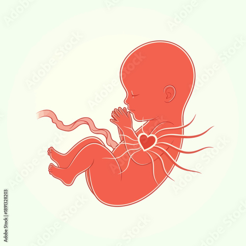 Illustration of a fetus with umbilical cord.