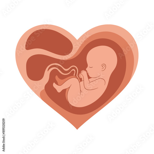 Fetal Development Inside Heart Shape Illustration.