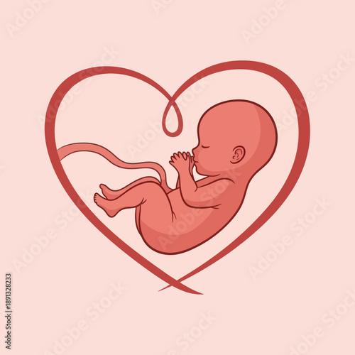 Illustration of Fetus Inside Heart Shape.