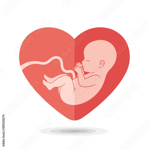 Fetal Illustration Inside Red Heart Shape.
