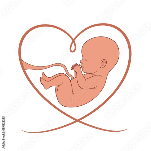 Illustration of Fetus in Heart Shape.