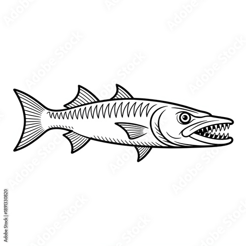 Predatory Fish Illustration Vector Line Art