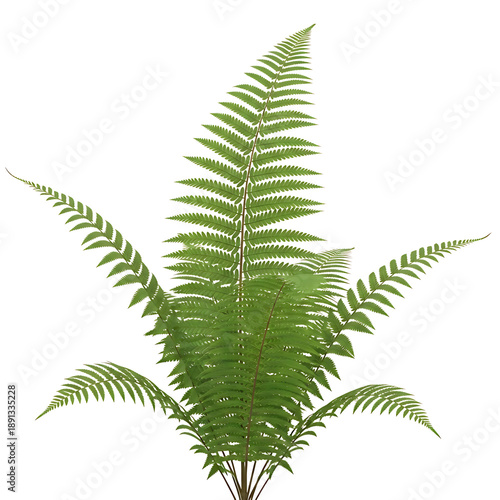 Tall Green Fern Frond with Serrated Edges plant vegetation isolated on Transparent Background