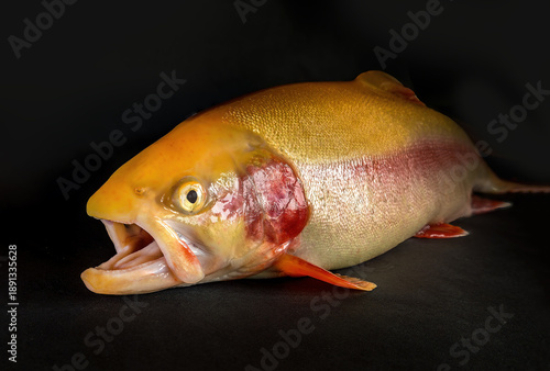 A golden orange rainbow trout on  a black background