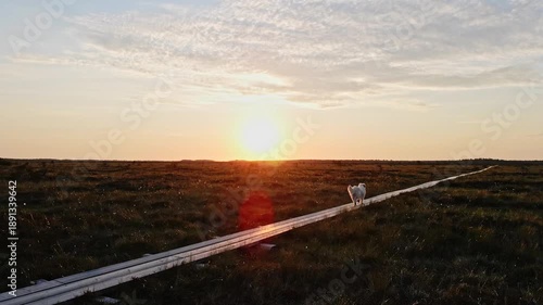 Dog walking at the sunset in the bog