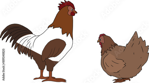 Rooster and hen couple standing together, colorful feathers, farm poultry birds vector illustration, agriculture, rural life and nature animal design.