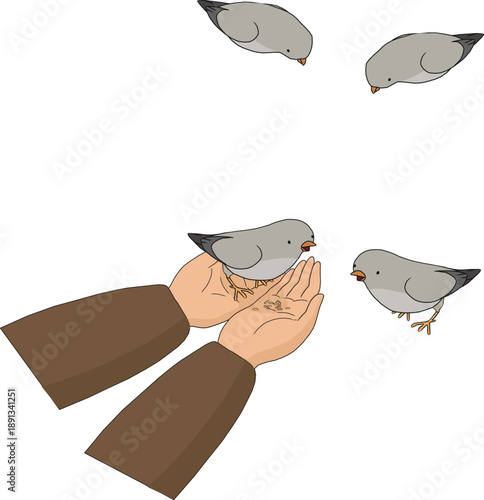 Small grey birds on open hands, feeding gesture, cute wildlife interaction vector illustration, nature, care, kindness and animal lover design themes.