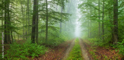 Footpath through natural foggy forest of beech trees in early autumn, Thuringia, Germany
