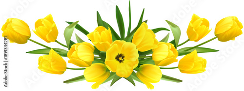yellow tulips on a transparent background , long.ai