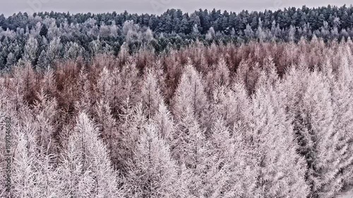 Frozen forest drone view