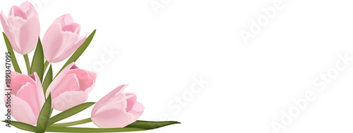 delicate pink tulips on a transparent background 