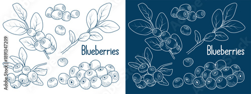 Hand drawn blueberry botanical vector set with leaves and berries. Vintage line art illustration in blue and white, isolated elements on light and dark backgrounds, perfect for packaging, labels, prin