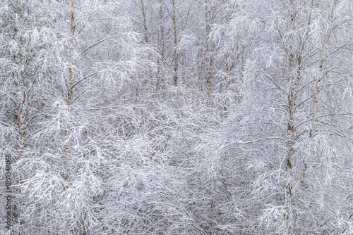 Fényképezés Dense tree branches covered with heavy frost and snow