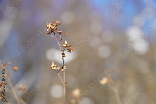 Wallpaper Mural Close-up of dry plant against blurred background in winter.
 Torontodigital.ca