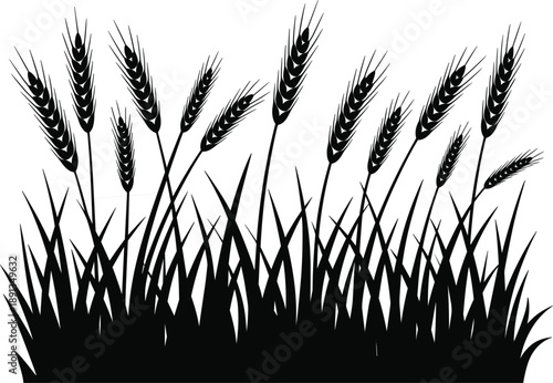 Black silhouette of wheat stalks and grass elements isolated on white background for agricultural design