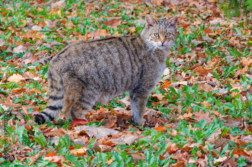 Europaeische Wildkatze European wildcat Felis silvestris standing alert on forest floor among autumn leaves in natural woodland habitat Germany.