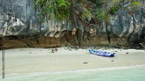 Monkey walking on idyllic beach with kayak and crystal clear water in Monkey Bay, Phi Phi Don Island, Krabi, Thailand, enjoying the tropical landscape during a sunny day