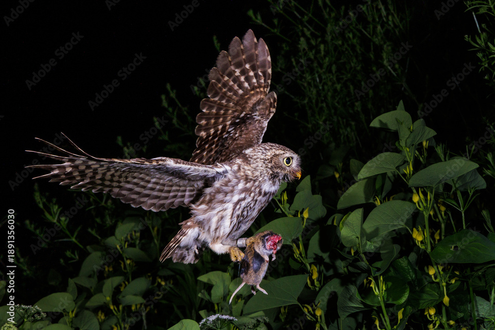 Obraz premium Steinkauz (Athene noctua)