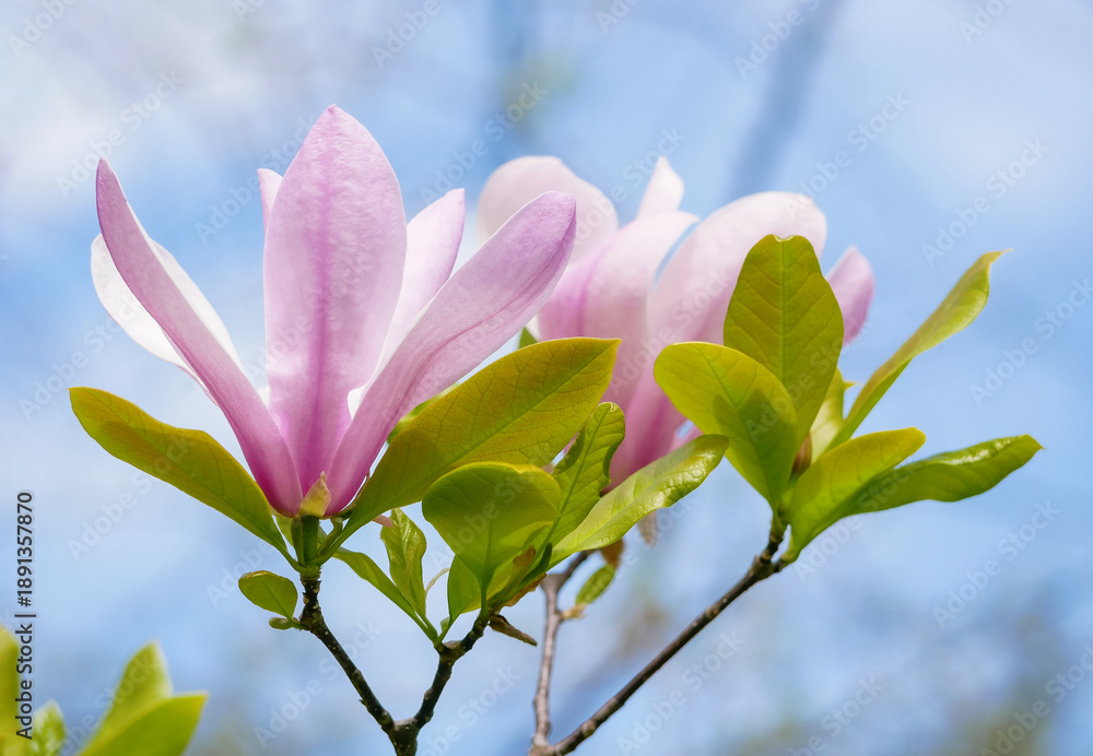 Obraz premium Fresh pink magnolia flowers blooming on a branch against blue sky in Vienna. Elegant spring floral background symbolizing beauty, renewal, nature, and calm.