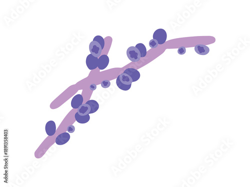 Mold Spore Candida Albicans Fungus
