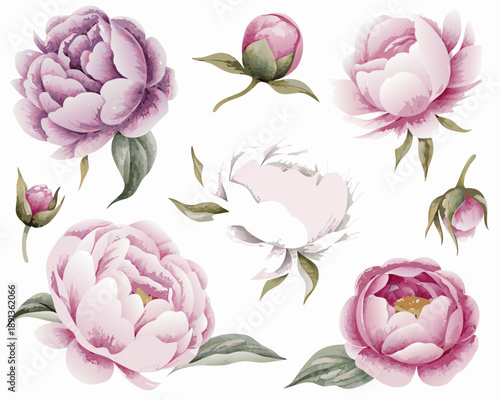 Watercolor illustration of delicate pink and purple peony flower arrangements