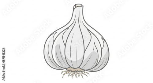 Garlic Bulb Illustration Isolated on White Background