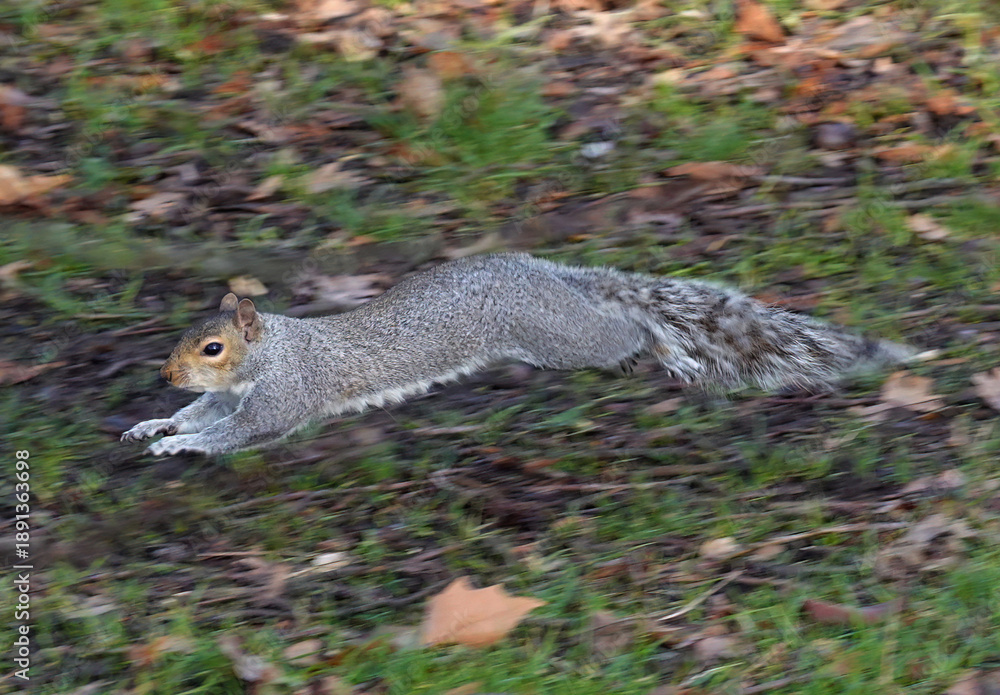 Φωτογραφία An action shot of a grey squirrel, sciurus carolinensis, leaping across the ground in a park