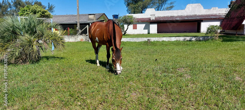 Horse grazing on a green meadow in the village