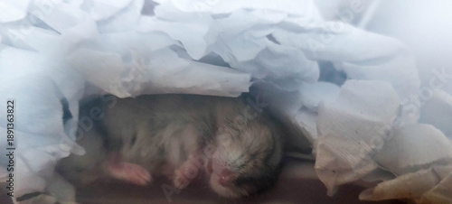 Cute little hamster sleeping in a box of crumpled paper