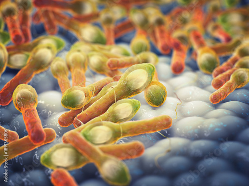 Botox is produced by the deadly Clostridium botulinum bacterium. This deadly neurotoxin is widely used in medicine and cosmetics.