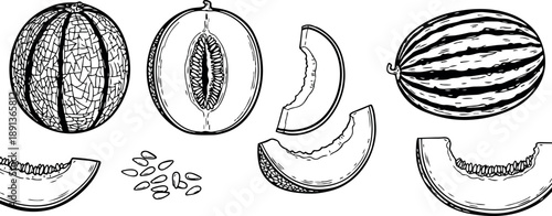 Hand drawn vector illustration of sliced cantaloupe melon with seeds detailed botanical style fresh fruit cross sections