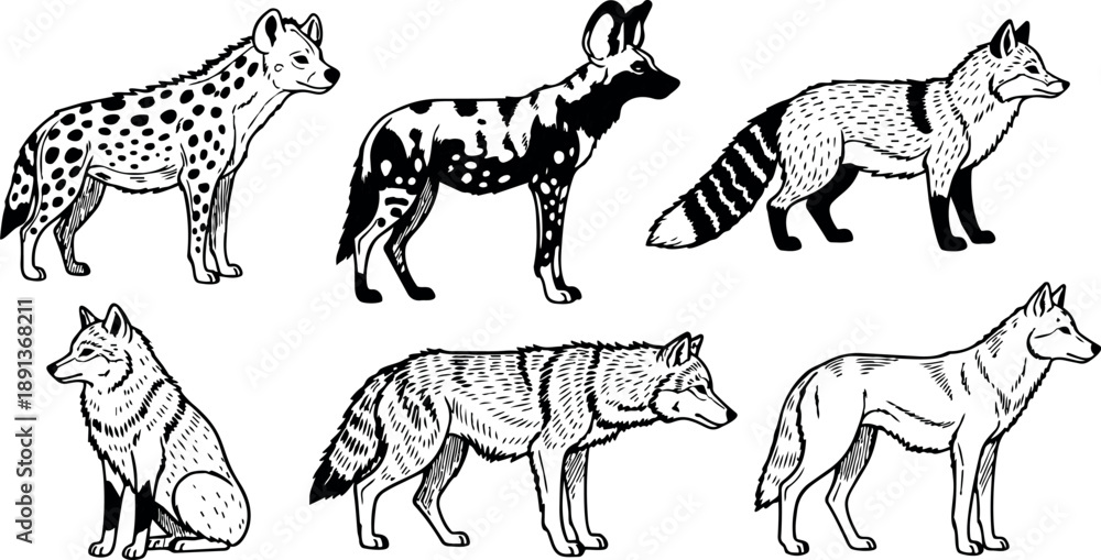 Fototapeta premium Detailed black and white vector art showing side view of hyena african wild dog red fox sitting and standing wolves natural wildlife animals collection