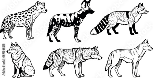 Detailed black and white vector art showing side view of hyena african wild dog red fox sitting and standing wolves natural wildlife animals collection