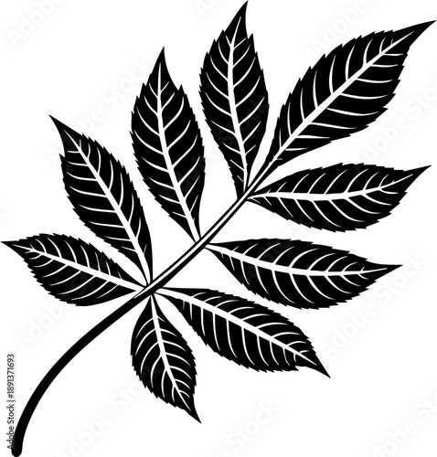 Leaf Branch Botanical Silhouette Vector Illustration