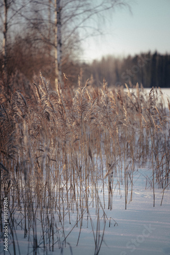 Dry Grass Covered in Snow