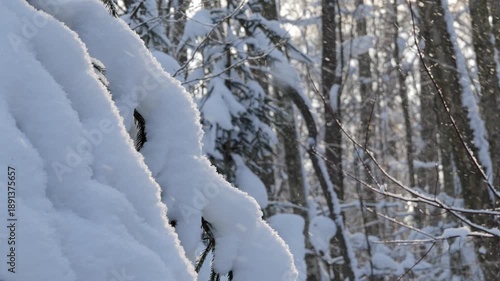 Snow covered spruce tree in snowfall.