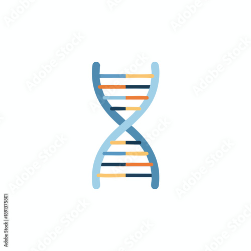 Simplified DNA Double Helix Structure