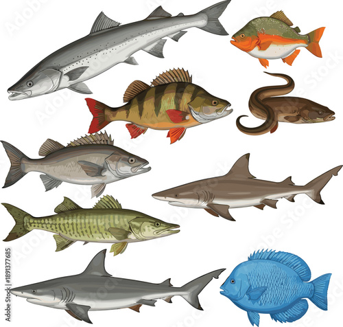 Freshwater and saltwater fish species collection including salmon bass eel shark realistic vector illustration